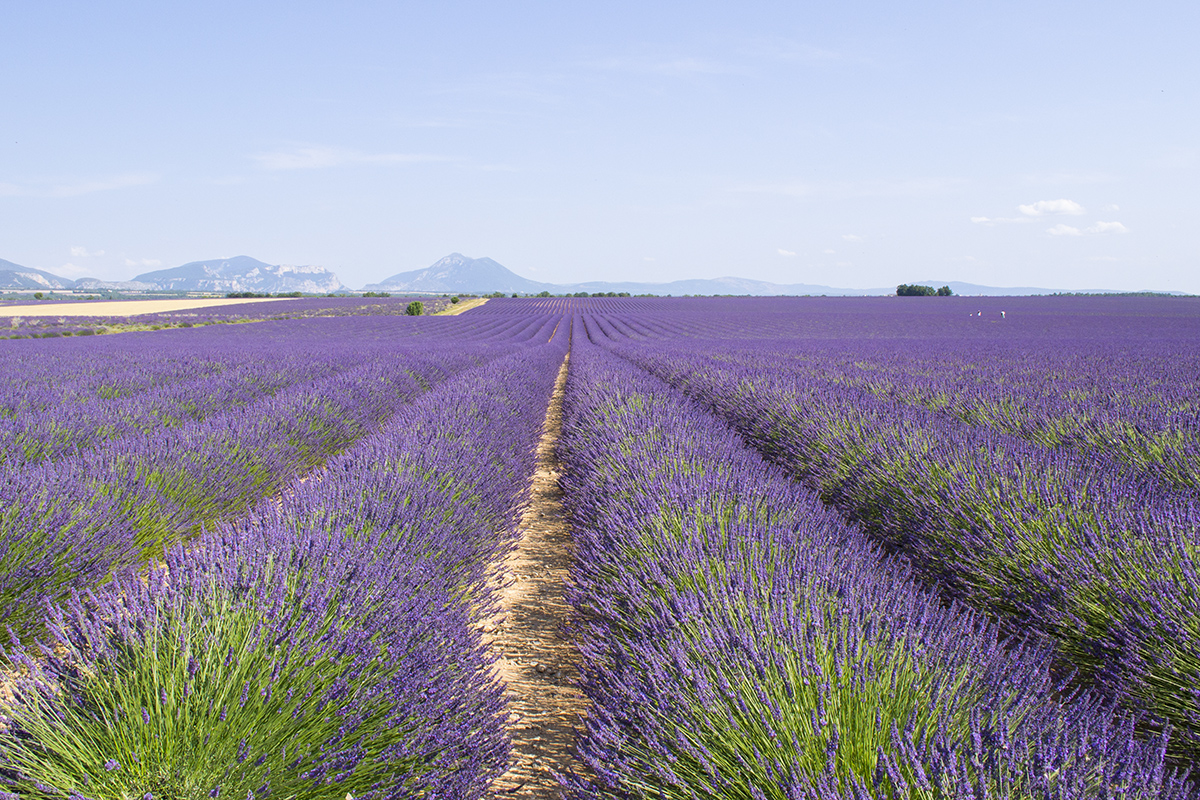 Campos de lavanda na Provence: Tudo o que você precisa saber para