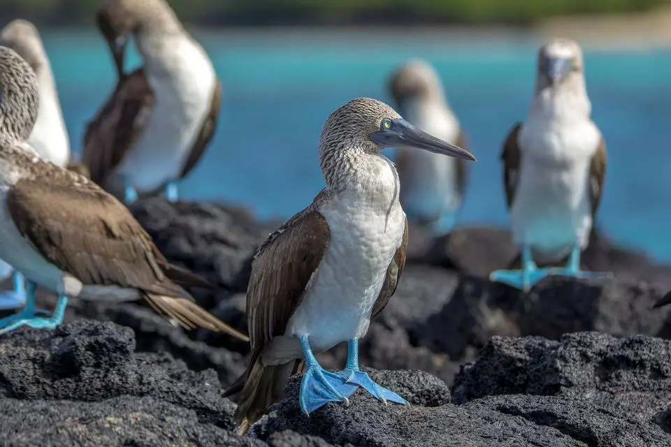 cruzeiros-galapagos-qualitours-silversea-uncruise-lindblad-quanto-custa-1200-5