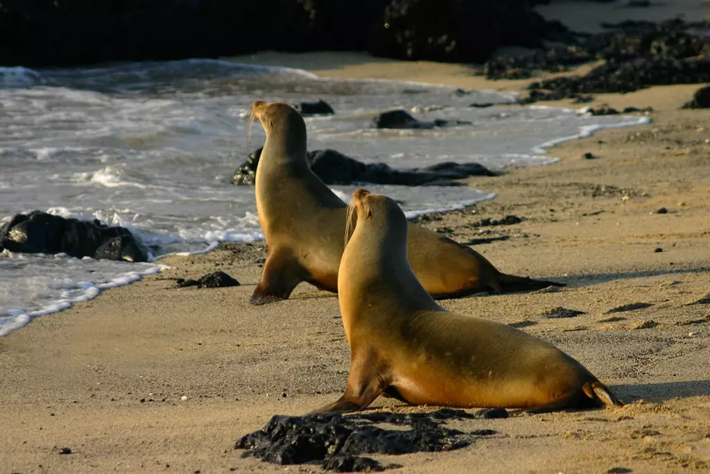 cruzeiros-galapagos-qualitours-silversea-uncruise-lindblad-quanto-custa-1200-8