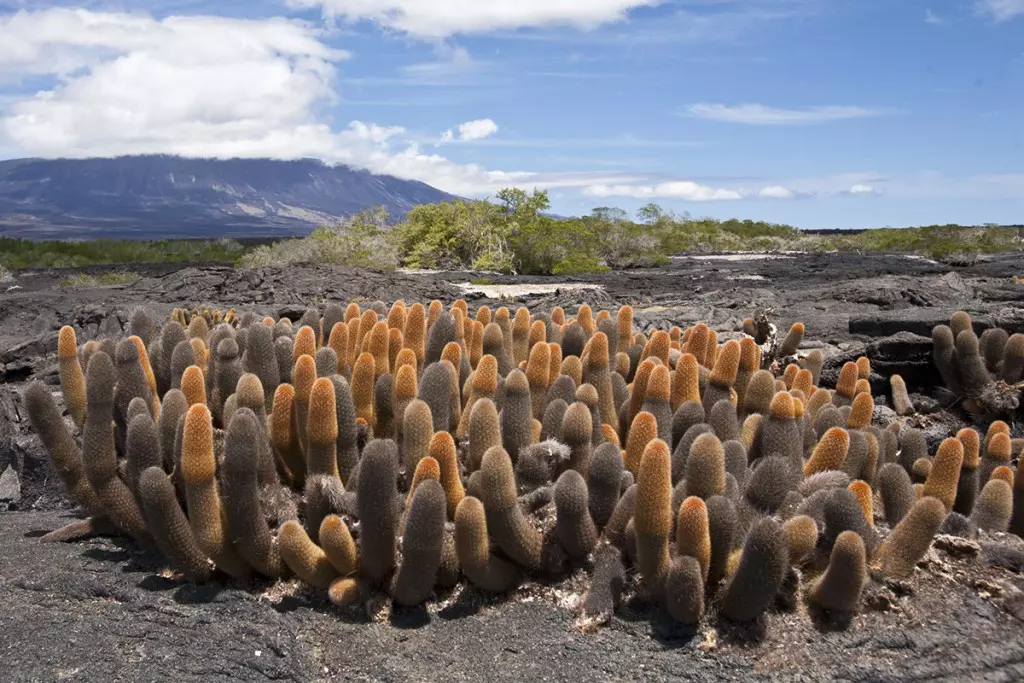 cruzeiros-galapagos-qualitours-silversea-uncruise-lindblad-quanto-custa-1200-9