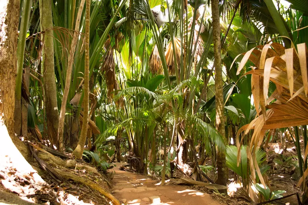 seychelles-praslin-guia-guide-vallee-de-mai-anse-lazio-praia-mais-linda-do-mundo-dicas-o-que-fazer-1200-5