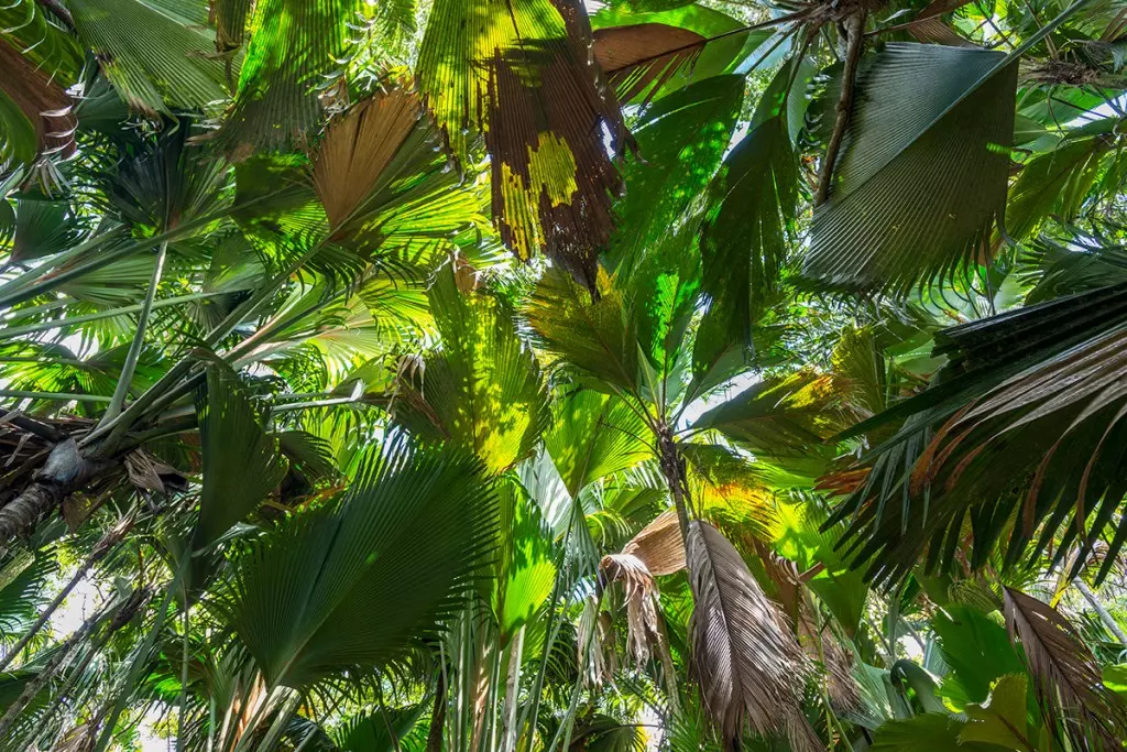 seychelles-praslin-guia-guide-vallee-de-mai-anse-lazio-praia-mais-linda-do-mundo-dicas-o-que-fazer-1200-6