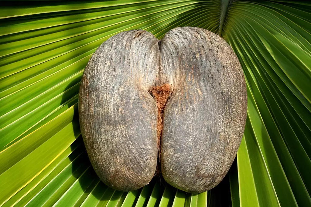 seychelles-praslin-guia-guide-vallee-de-mai-anse-lazio-praia-mais-linda-do-mundo-dicas-o-que-fazer-1200-7